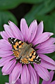 PAINTED LADY BUTTERFLY FEEDING ON A ECHINACEA FLOWER