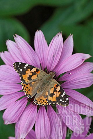 PAINTED_LADY_BUTTERFLY_FEEDING_ON_A_ECHINACEA_FLOWER