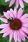 BUFF-TAILED BUMBLEBEE FEEDING ON A ECHINACEA FLOWER