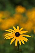 RUDBECKIA HIRTA