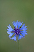 CENTAUREA CYANUS