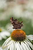 COMMA BUTTERFLY POLYGONIA C-ALBUM, FEEDING ON A ECHINACEA PURPUREA