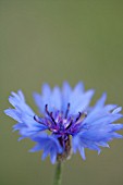 CENTAUREA CYANUS