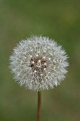 TARAXACUM OFFICINALE SEED HEAD