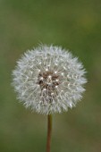 TARAXACUM OFFICINALE SEED HEAD