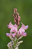 ONOBRYCHIS VICIIFOLIA FLOWER