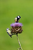 BLUE TIT AND GREAT TIT PERCHED ON A CYNARA CARDUNCULUS FLOWER