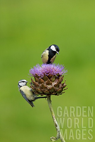 BLUE_TIT_AND_GREAT_TIT_PERCHED_ON_A_CYNARA_CARDUNCULUS_FLOWER