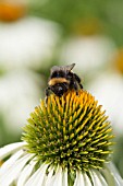 BUFF TAILED BUMBLEBEE, BOMBUS TERRESTRIS FEEDING ON ECHINACEA