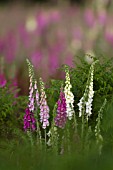 DIGITALIS PURPUREA MIXED FLOWERS IN A WOODLAND