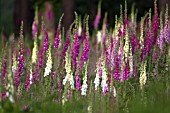 DIGITALIS PURPUREA MIXED FLOWERS IN A WOODLAND