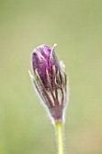 PULSATILLA VULGARIS