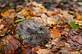 HEDGEHOG IN AUTUMN LEAVES