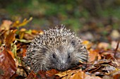 HEDGEHOG IN AUTUMN LEAVES