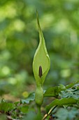 ARUM MACULATUM FLOWERING IN A WOODLAND