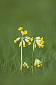 PRIMULA VERIS FLOWERS IN A MEADOW