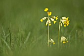 PRIMULA VERIS FLOWERS IN A MEADOW