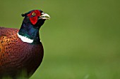 PHEASANT MALE BIRD IN A GARDEN