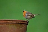 ROBIN PERCHED ON A PLANT POT