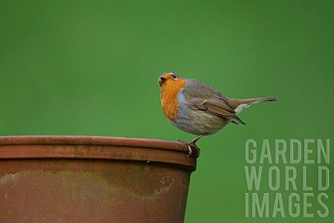 ROBIN_PERCHED_ON_A_PLANT_POT