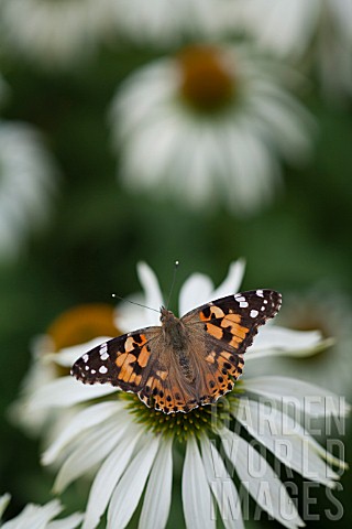 PAINTED_LADY_BUTTERFLY_VANESSA_CARDUI_FEEDING_ON_ECHINACEA