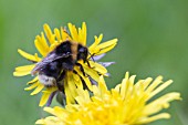 BUFF TAILED BUMBLE BEE ON A TARAXACUM OFFICINALE FLOWER