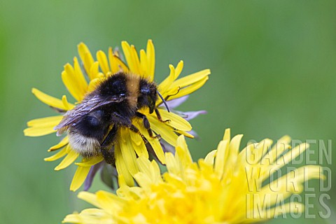 BUFF_TAILED_BUMBLE_BEE_ON_A_TARAXACUM_OFFICINALE_FLOWER