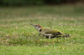 GREEN WOODPECKER BIRD ON A GARDEN LAWN