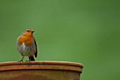 ROBIN PERCHED ON A PLANT POT