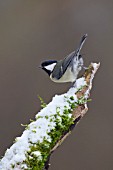 GREAT TIT PERCHED ON A SNOW COVERED TREE BRANCH