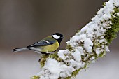 GREAT TIT PERCHED ON A SNOW COVERED TREE BRANCH