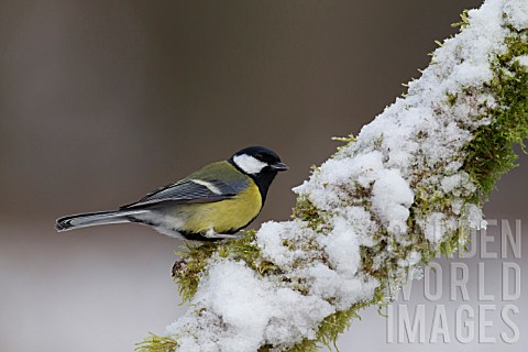 GREAT_TIT_PERCHED_ON_A_SNOW_COVERED_TREE_BRANCH