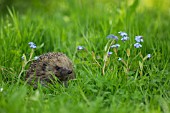 HEDGEHOG IN A GARDEN MEADOW