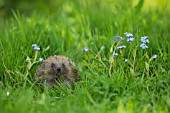 HEDGEHOG IN A GARDEN MEADOW