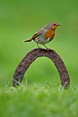 ROBIN PERCHED ON A HORSE SHOE