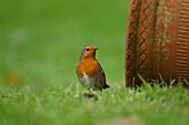 ROBIN ON A GARDEN LAWN BESIDE A PLANT POT