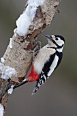 GREAT SPOTTED WOODPECKER ON A SNOW COVERED TREE BRANCH