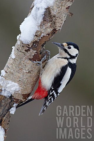 GREAT_SPOTTED_WOODPECKER_ON_A_SNOW_COVERED_TREE_BRANCH