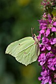 BRIMSTONE BUTTERFLY GONEPTERYX RHAMNI, FEEDING ON LYNTHRUM SALICARIA