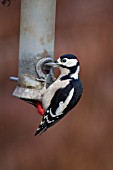 GREAT SPOTTED WOODPECKER MAJOR ON A GARDEN BIRD FEEDER