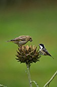 GREENFINCH AND COAL TIT PERCHED ON CYNARA CARDUNCULUS FLOWER HEAD