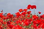 PAPAVER RHOEAS