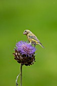 GREENFINCH PERCHED ON CYNARA CARDUNCULUS