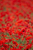 PAPAVER RHOEAS