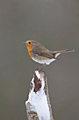 ROBIN PERCHED ON A SNOW COVERED TREE BRANCH