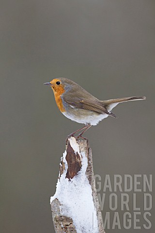 ROBIN_PERCHED_ON_A_SNOW_COVERED_TREE_BRANCH