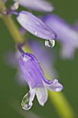 HYACINTHOIDES NON-SCRIPTA