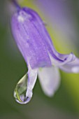 HYACINTHOIDES NON-SCRIPTA