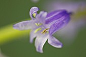 HYACINTHOIDES NON-SCRIPTA