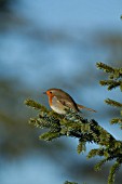 ROBIN IN A CONIFER TREE